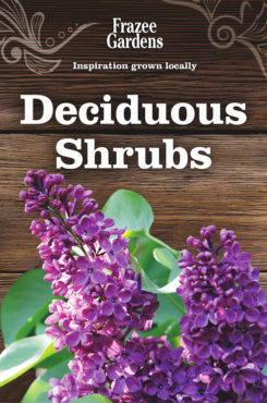 Lilac_shrubs