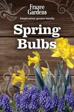 Spring_Bulbs_daffs_grapehyac_490