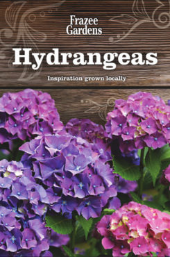 hydrangeas_490x740