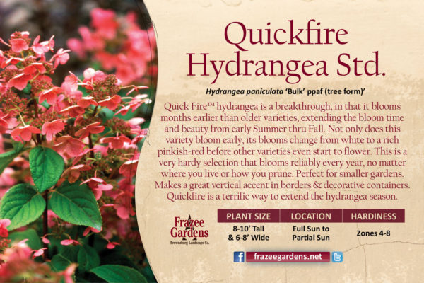 quickfirehydrangea_1600