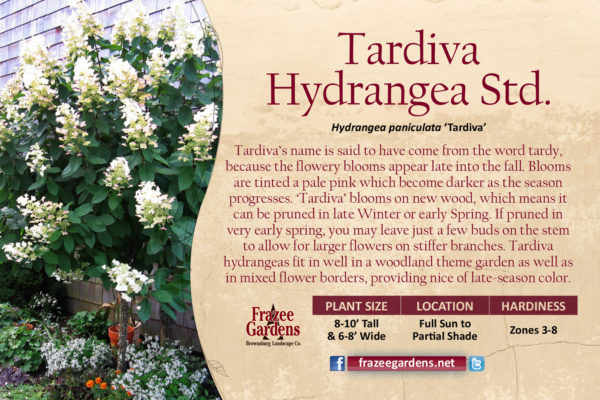 tardivehydrangea_1600